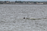 Bottlenose Dolphin