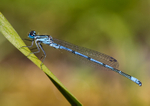 Azure Damselfly - Coenagarion puella RPNP0012