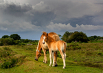 New Forest pony and foal - DSC_5822 A2