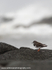 SWB017: Turnstone