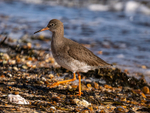 Common Redshank