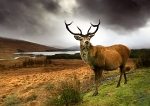 Monarch of the Glen