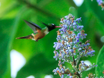White-crested Coquette portfolio