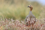 Ruddy-headed Goose & pinkish foliage, Carcass Island, Falkland Islands