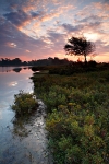 Dawn on the Pond