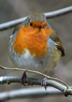 Very Tame Robin, Hanningfield