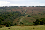 Ashdown Forest 13