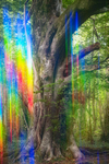 30th May Beech Light Codes