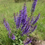 Meadow Clary (Salvia pratense)