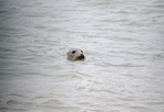 Atlantic Grey Seal