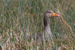 greylag goose Anser anser-5046