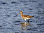 Curlew