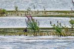 White-tailed Lapwing