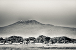 Kenya Amboseli