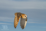 birds-19
