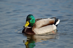 Mallard
