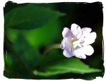 A Light in the Green Darkness