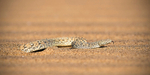 Peringuey's Adder