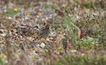 Red-throated Pipit