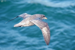 Fulmar Dark Form