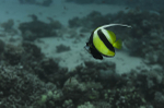 Banner fish