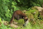 Pine Marten