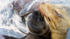 Galapagos Sealion 7