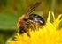 Andrena nitida (f)