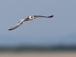 White-winged (Black) Tern portfolio