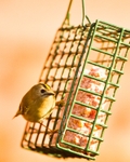 20110308-IMG_1853