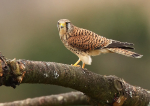 Common Kestrel