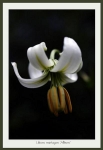Lilium martagon 'Album'