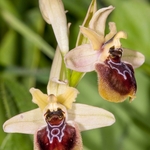 Ophrys x etrusca - Hybrid Orchid: Early spider x Sawfly orchid (Ophrys sphegodes x O. tenthredinifera