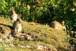 Cissbury 08