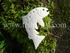 Taupo Trout Bone Carving.