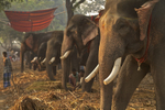 Elephant Market