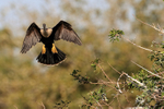 Anhinga looking to land at Venice Rookery, Florida