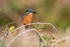 Kingfisher Alcedo Atthis004