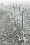 Frozen Vines