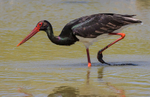 Black Stork
