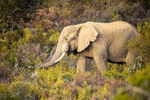 amongst-the-thicket