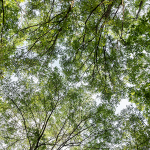 SPRING CANOPY, BEIDLER SWAMP - SOUTH CAROLINA