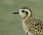 Pacific Golden Plover close-up, Hawaii