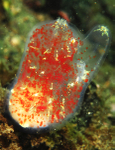Corella parallelogramma