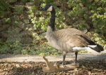 Canadian Goose-Chris Ullman
