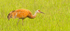 Sandhill Crane