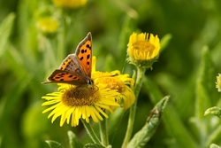 Small Copper