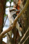Laughing Kookaburra portfolio