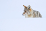 Coyote in Hayden Valley, Yellowstone National Park