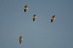 White Pelicans